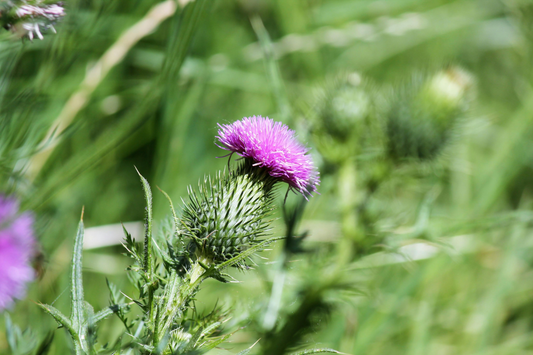 Nature’s Liver Support – Rediscovering Milk Thistle